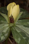 Pale yellow trillium